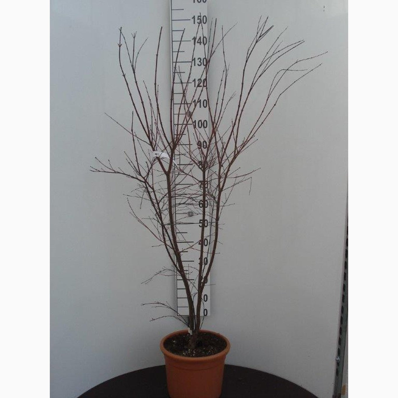 Japansk lönn – Acer pal. 'Deshojo' - C15 100-125 CM